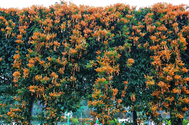 Pyrostegia Venusta im Park