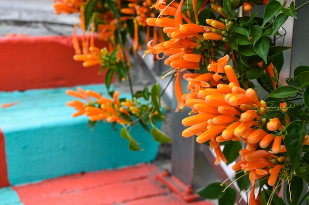 Pyrostegia venusta no parque