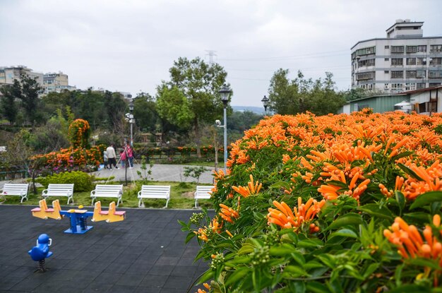 Pyrostegia venusta no parque