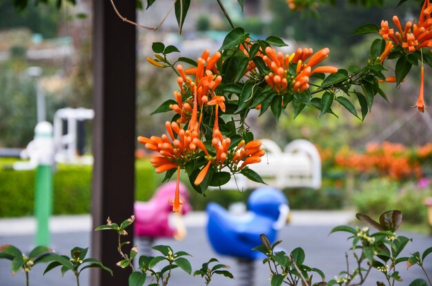 Pyrostegia venusta no parque