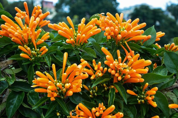 Pyrostegia venusta en el parque