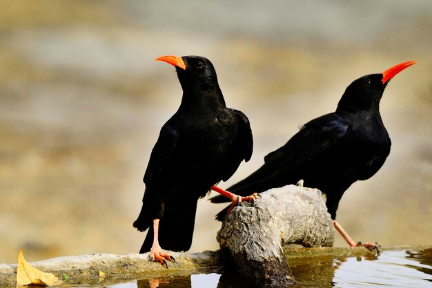 Pyrrhocorax pyrrhocorax la chova de pico rojo es una especie de ave paseriforme de la familia de los corvidae