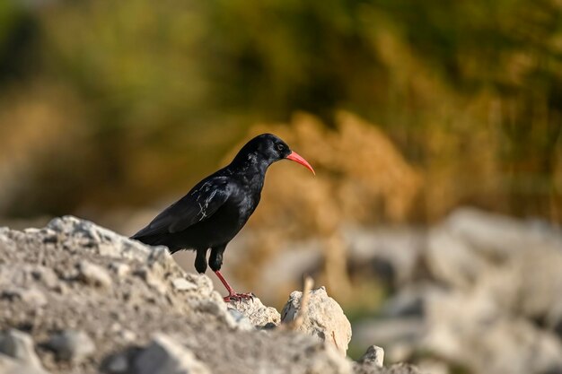 Pyrrhocorax pyrrhocorax oder Rotschnabelkrähe ist eine Sperlingsvogelart aus der Familie der Corvidae