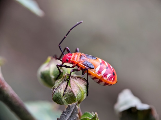 Foto pyrrhocoridae in der tropischen natur von borneo