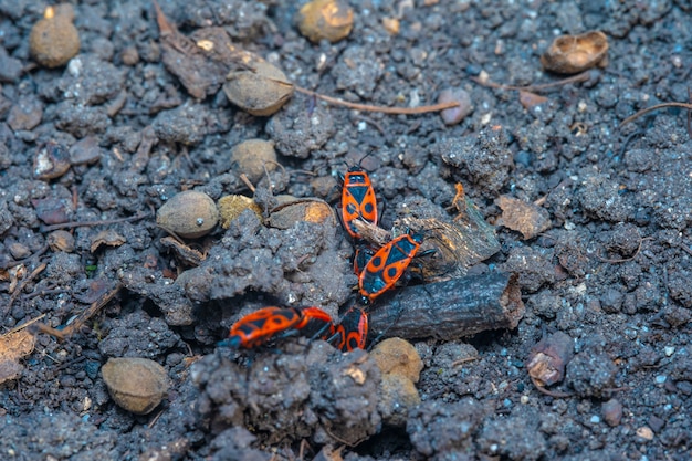 Pyrrhocoris apterus Frühlingspaarungszeit