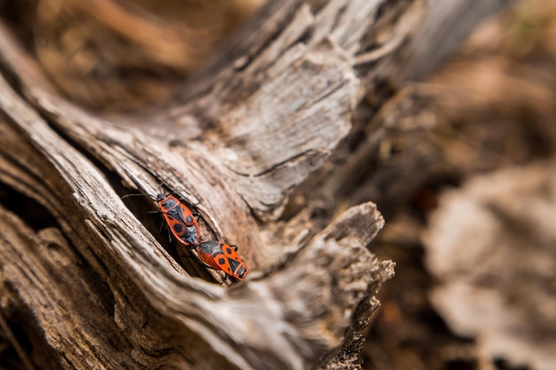 Pyrrhocoris apterus posó sobre una planta en un día soleado