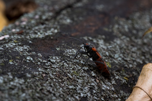 Pyrrhocoris apterus se move ao longo de uma folha de uma árvore