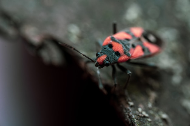 Pyrrhocoris apterus se sienta en la corteza de un árbol