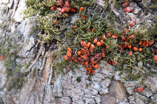 Pyrrhocoris apterus