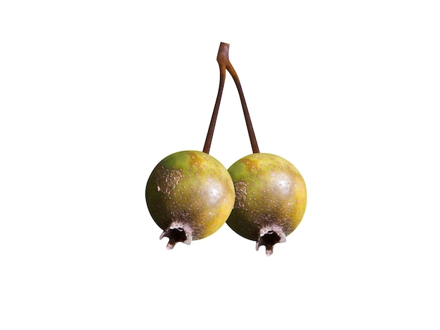 Pyrus cordata oder Plymouth-Birne ist ein Laubstrauch und eine seltene Art von Pyrus-Frucht
