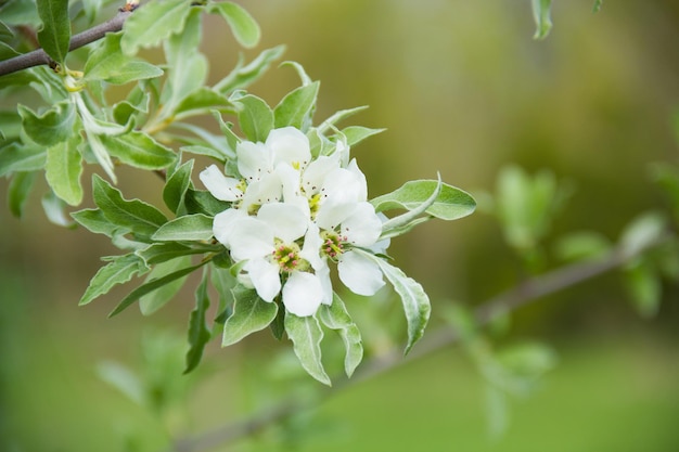 Pyrus salicifolia Birnenblüte im Botanischen Garten