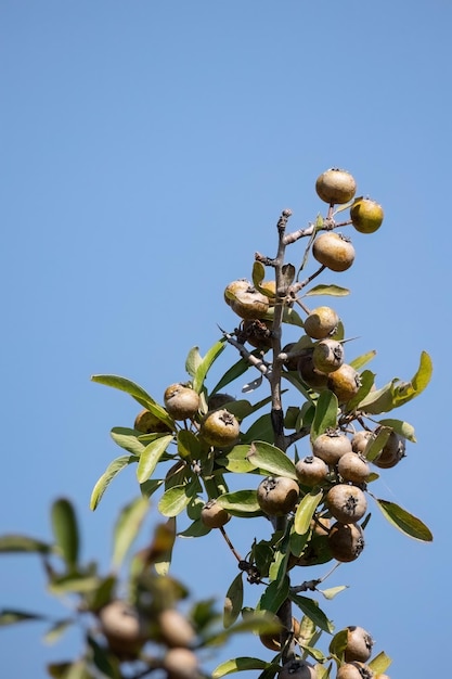 Pyrus spinosa Pyrus amygdaliformis a árvore frutífera de pêra com folhas de amêndoa