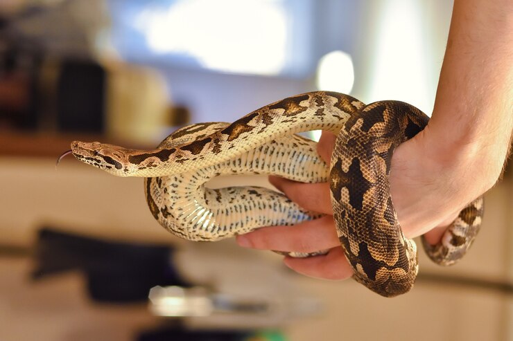 Foto python alrededor del brazo de cerca