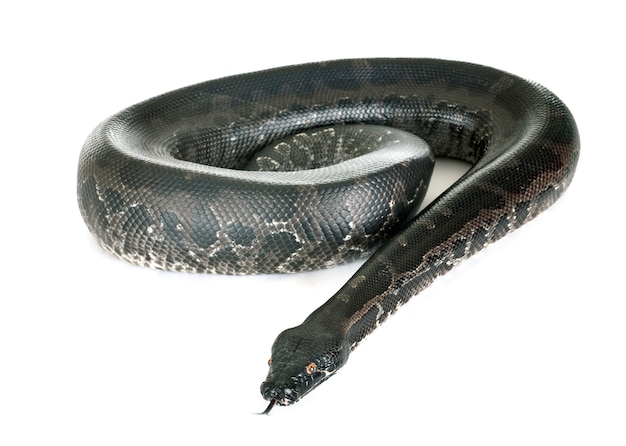 Python curtus aislado