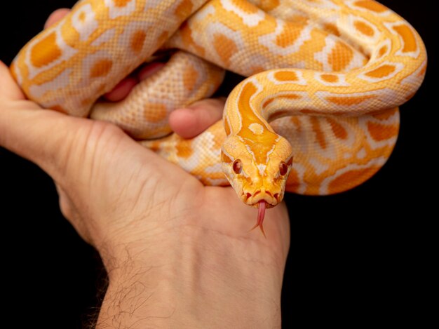 Python dorado, pitón reticulado (Python reticulatus).