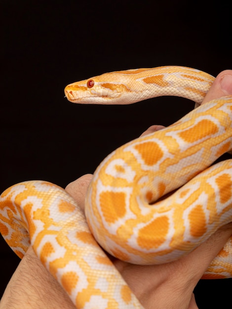 Python dorado, pitón reticulado (Python reticulatus).