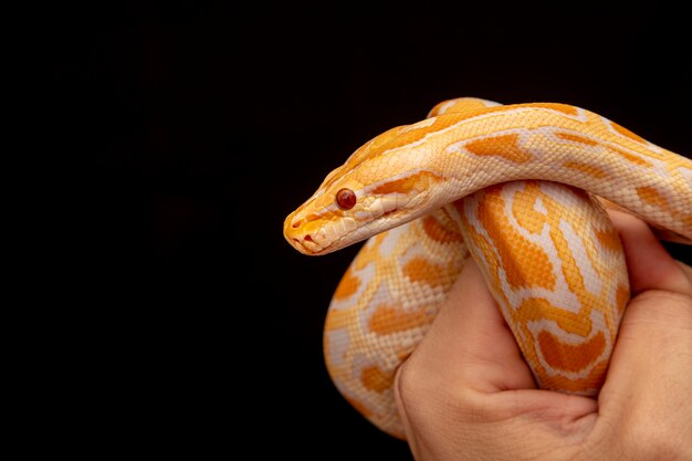 Python dorado, pitón reticulado (Python reticulatus).