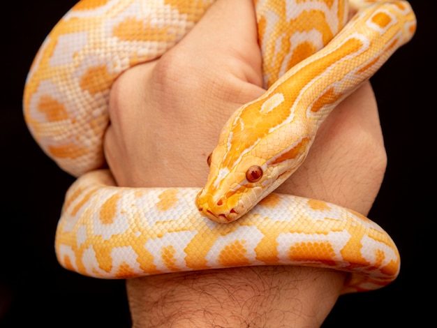 Python dorado, pitón reticulado (Python reticulatus).