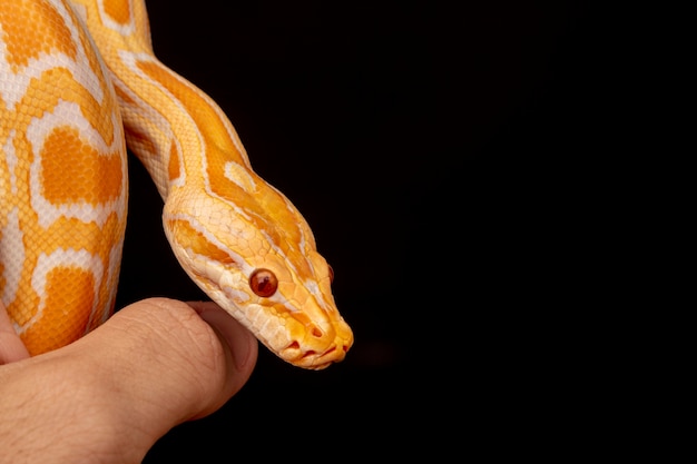 Python dorado, pitón reticulado (Python reticulatus).