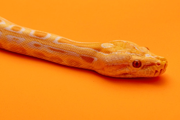 Python dorado, pitón reticulado (Python reticulatus).