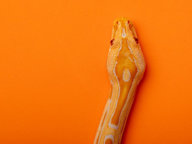 Python dorado, pitón reticulado (Python reticulatus).