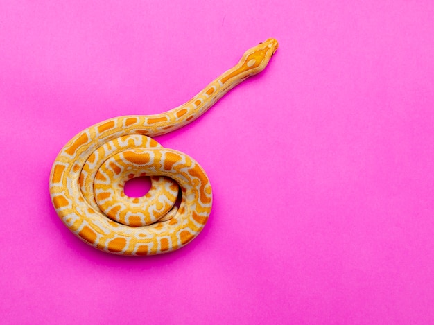 Python molurus bivitattus ist eine der größten Schlangenarten. Es ist in einem großen Gebiet Südostasiens beheimatet, wird aber anderswo als invasive Art gefunden