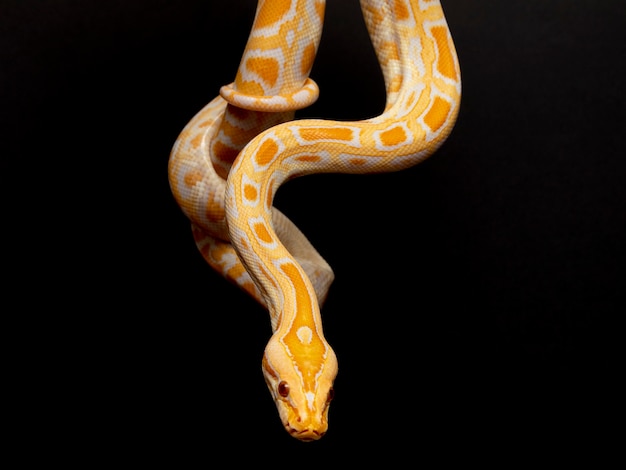 Python molurus bivitattus