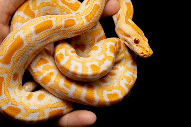 Python molurus bivitattus