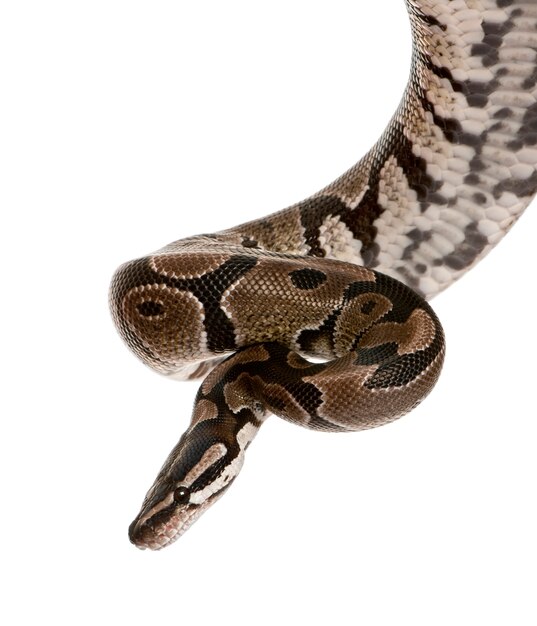 Python regius