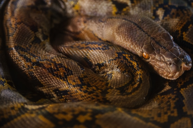 Python ruhen schaltet Ringe. Schlangenfarm in Thailand.