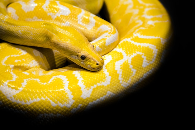Python Schlange schwarzer Hintergrund