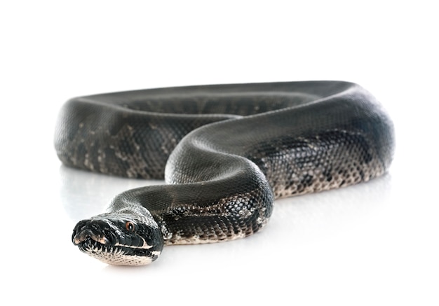 Python schwarzer Vorhang