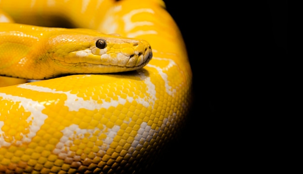 Foto python snake background preto