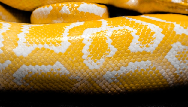 Pythonschlangenhaut für Hintergrund