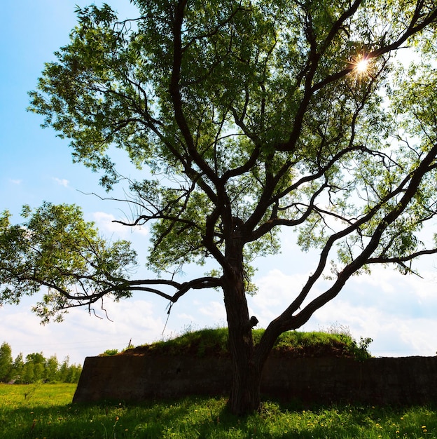 Quadratischer dramatischer Baum Sonne Landschaft Hintergrund Hintergrund