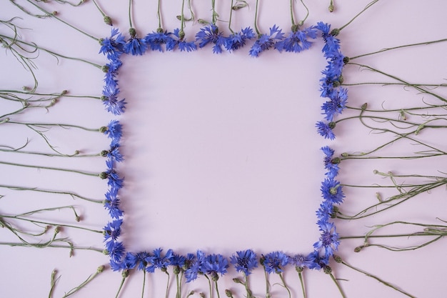 Quadratischer Rahmen aus blauen Kornblumen auf pastellrosa Hintergrund Kopieren Sie die Mockup-Vorlage für den Raum Flache Ansicht von oben