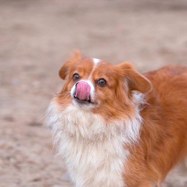 Quadratisches Bild eines fuchsigen Hundes, der seine Zunge zeigt