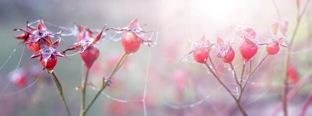 Quadris de rosa vermelha em um arbusto no jardim em uma manhã de neblina ao nascer do sol
