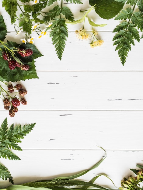 Quadro botânico da amora-preta, camomila, flor do Linden, trevo no fundo de madeira. Composição plana leiga de ervas frescas selvagens e flores na vista superior de fundo branco rústico