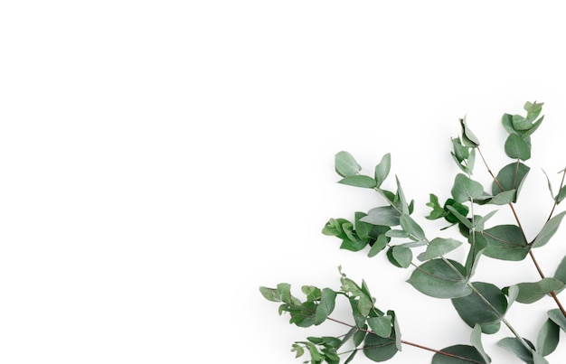 Quadro, canto feito de folhas verdes de eucalipto e galhos em fundo branco. Composição floral. Imagem plana leiga de estilo feminino, vista superior. Copie o espaço.