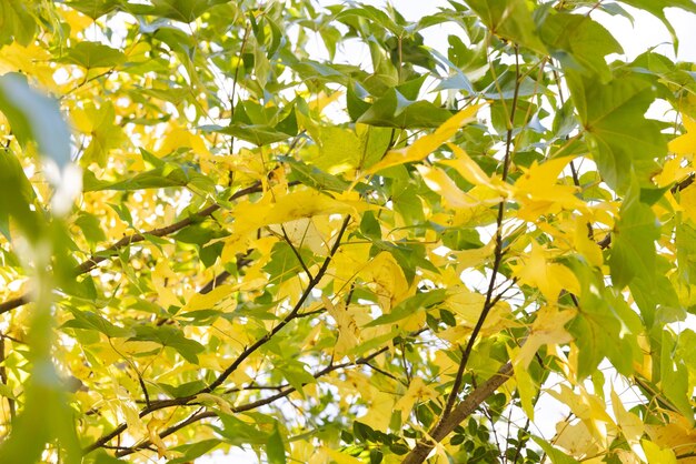 Foto quadro cheio de folhas verdes e amarelas de árvore contra o céu no jardim ensolarado