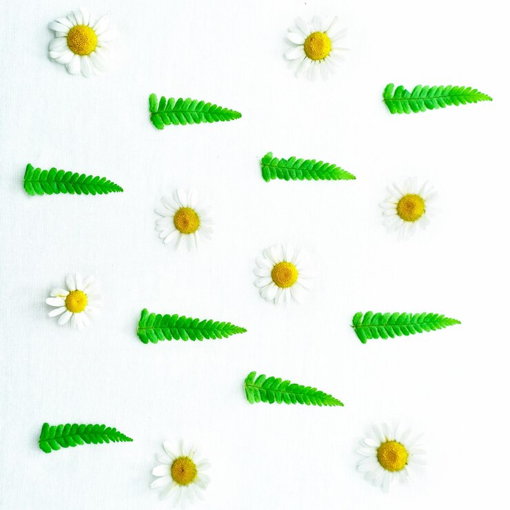 Foto quadro com camomila e folhas de samambaia verde sobre fundo branco. postura plana.