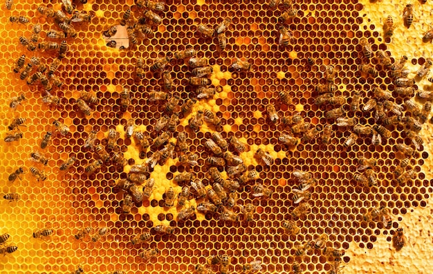 Quadro com ninhada de abelhas fechada e mel