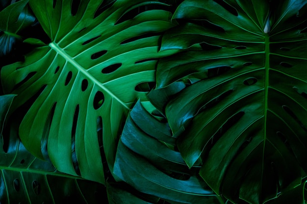 Quadro completo de Monstera Leaves Nature Background