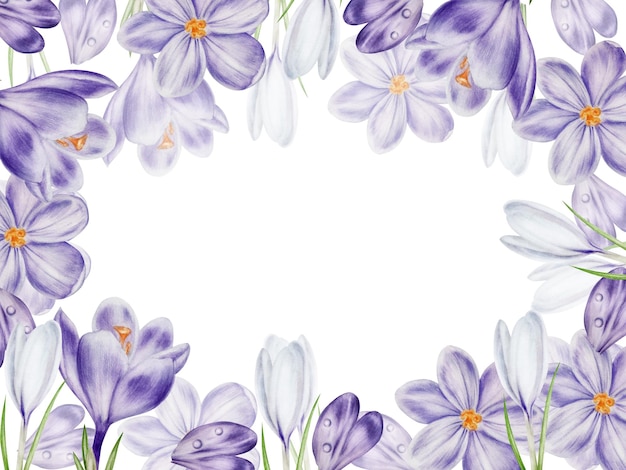 Quadro de aquarela com flores de crocus brancas e roxas isoladas em fundo branco