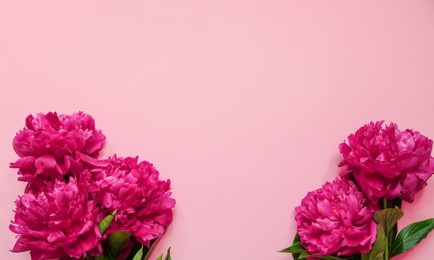 Quadro de flor com frescos ramos de peônia rosa sobre fundo rosa pastel com espaço de cópia