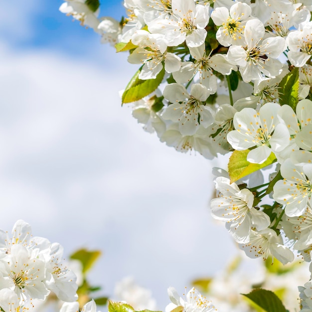 Quadro de flor de cerejeira Temporada de primaveraFundo naturalEspaço para texto