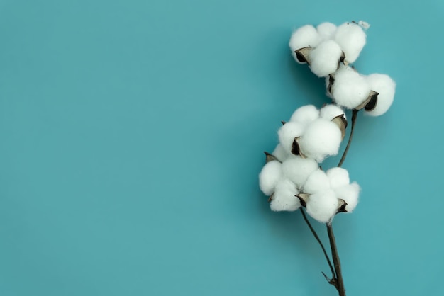 Quadro de flores de algodão e galhos frescos de eucalipto em um fundo azul Flores delicadas de algodão branco Foto de alta qualidade
