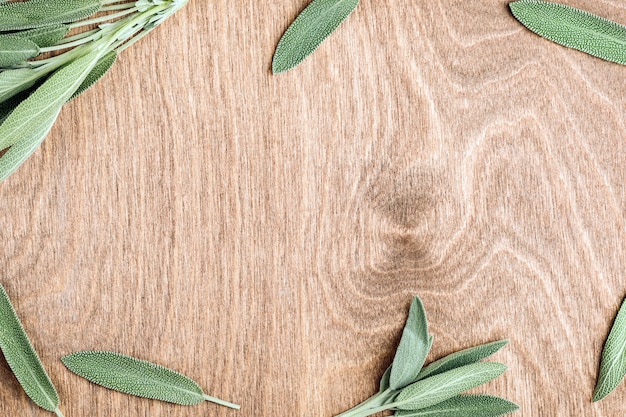 Foto quadro de folha de sálvia de fundo vegetal com espaço de cópia no meio