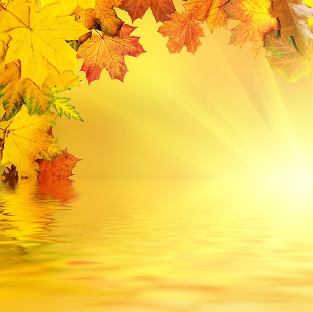 Quadro de folhas de outono coloridas vivas com reflexo de água, plano de fundo sazonal natural